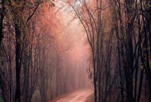 PG模拟器:轮炫黄浦,为爱奔跑!2025国际轮滑马拉松巡回赛(上海站)暨2025上海黄浦半程马拉松鸣枪开赛.